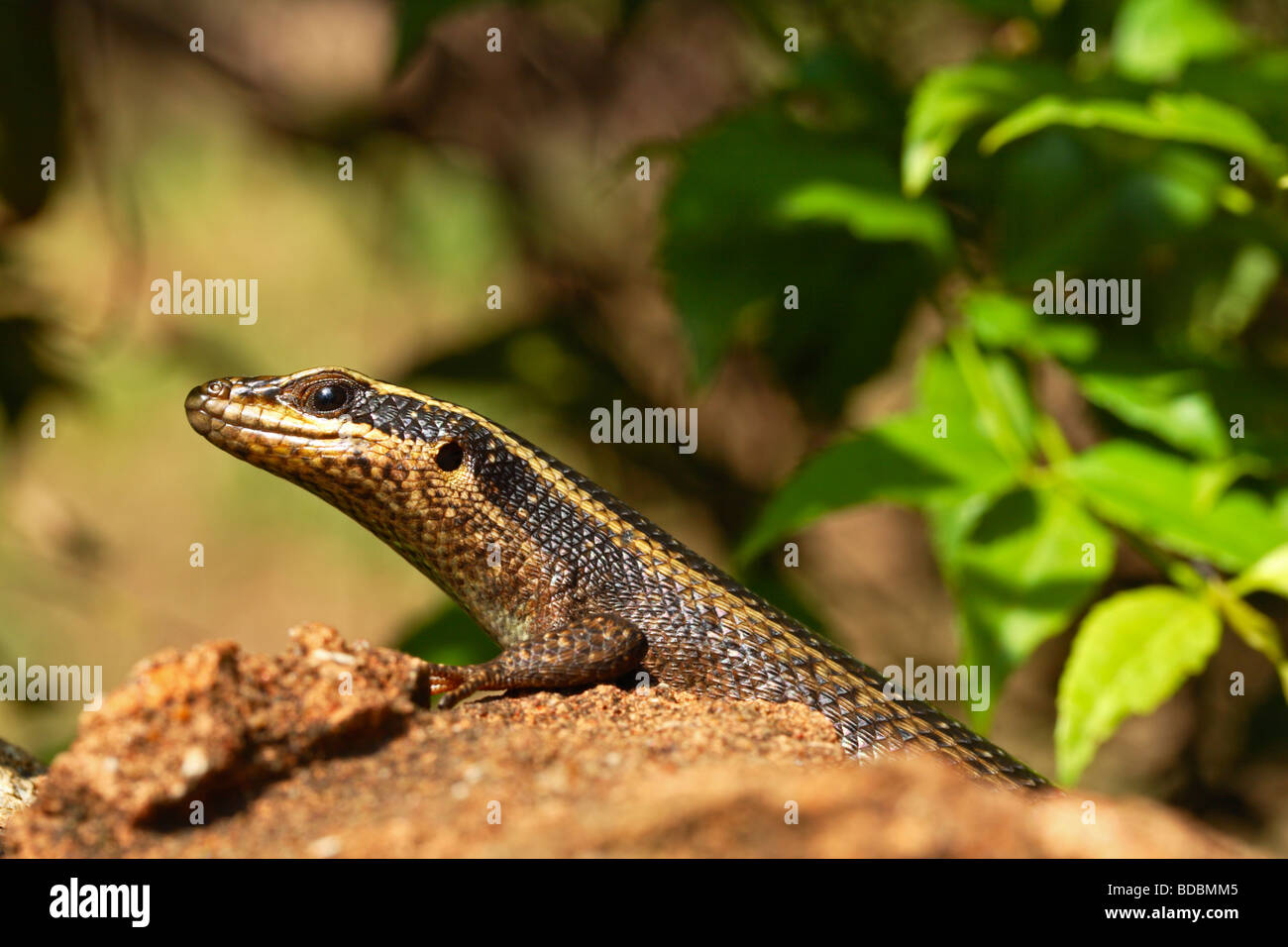 Skink lizard sunning on a rock in Northwest Province, South Africa Stock Photo