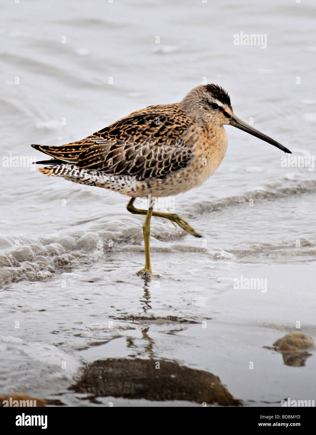 A Short-billed Dowitcher bird  (Limnodromus griseus)  seen here standing on the shore Stock Photo