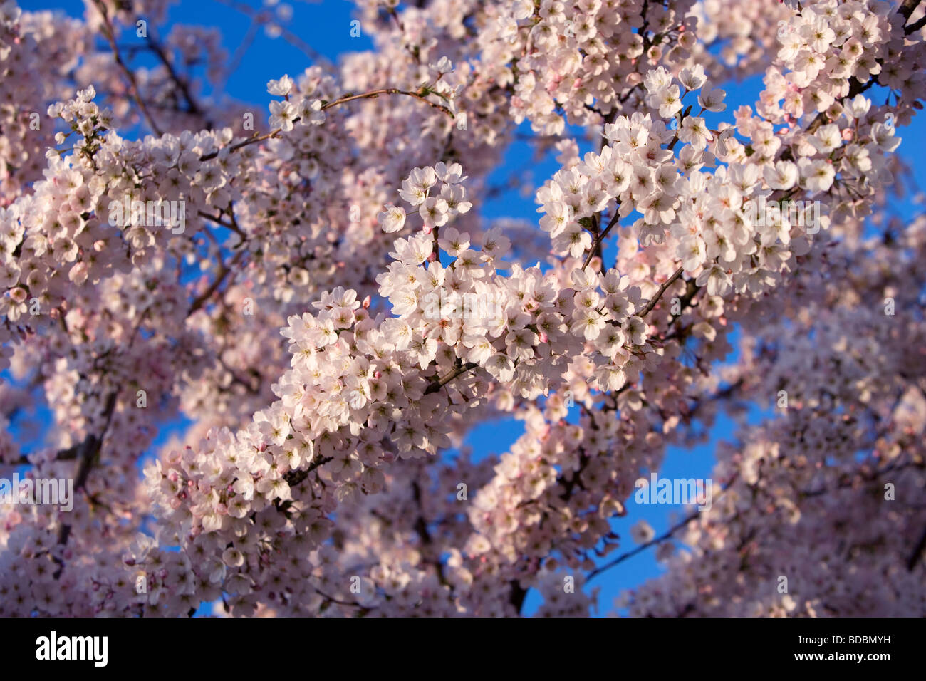 Ornamental Cherry Blossom, UK Stock Photo