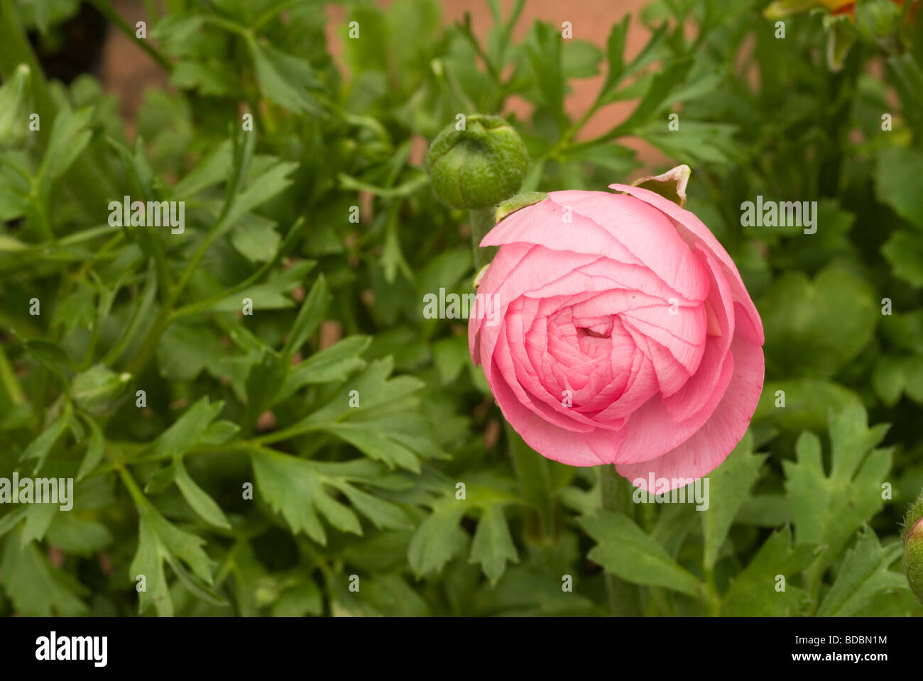 Ranunculus sp, Pink ranuncolo, Ranuncolaceae Stock Photo