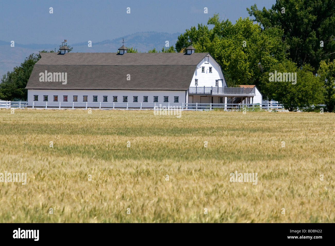 Large barn and wheat crop in Canyon County Idaho USA Stock Photo