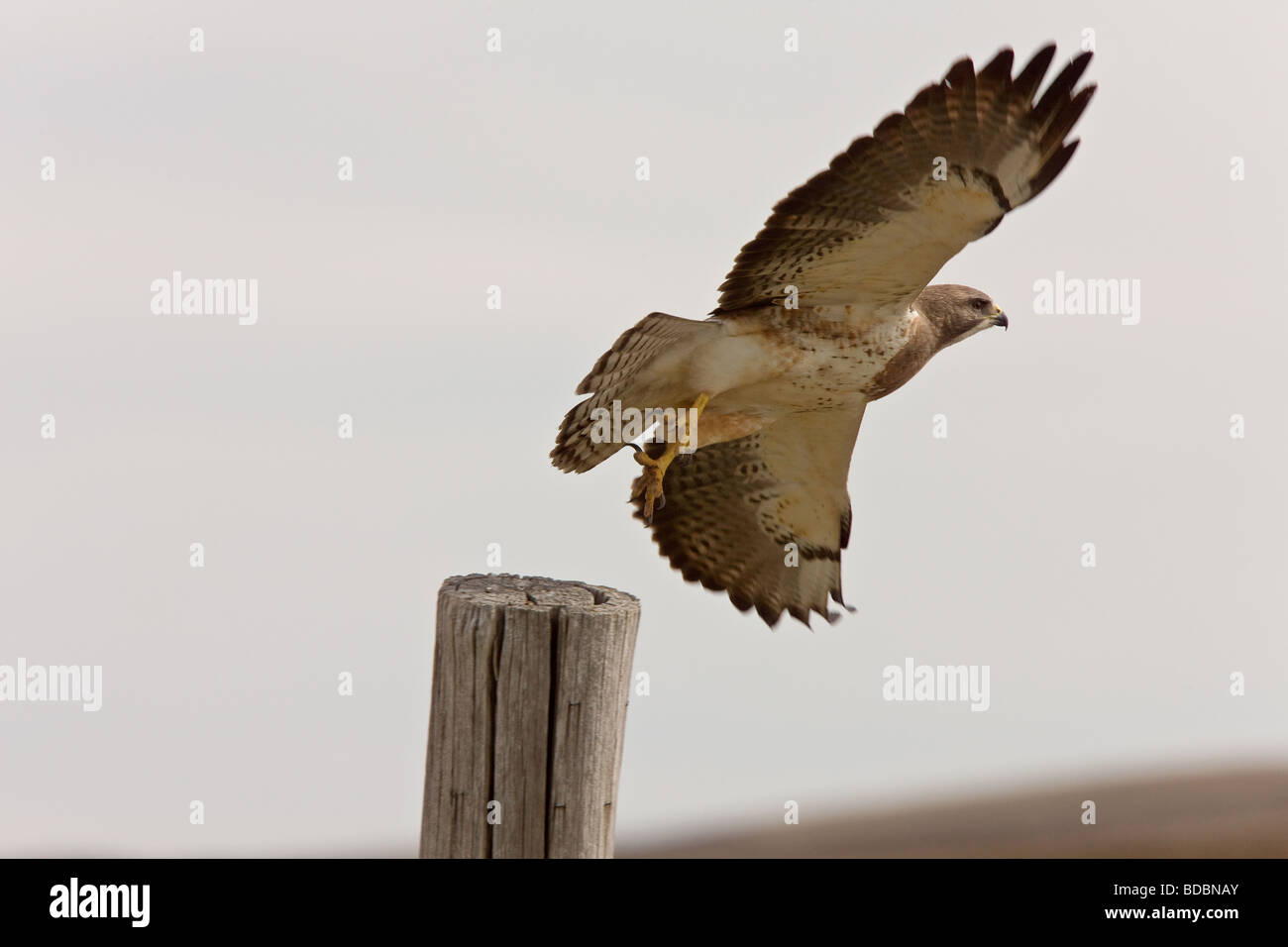 Swainson s hawk in Flight Stock Photo - Alamy