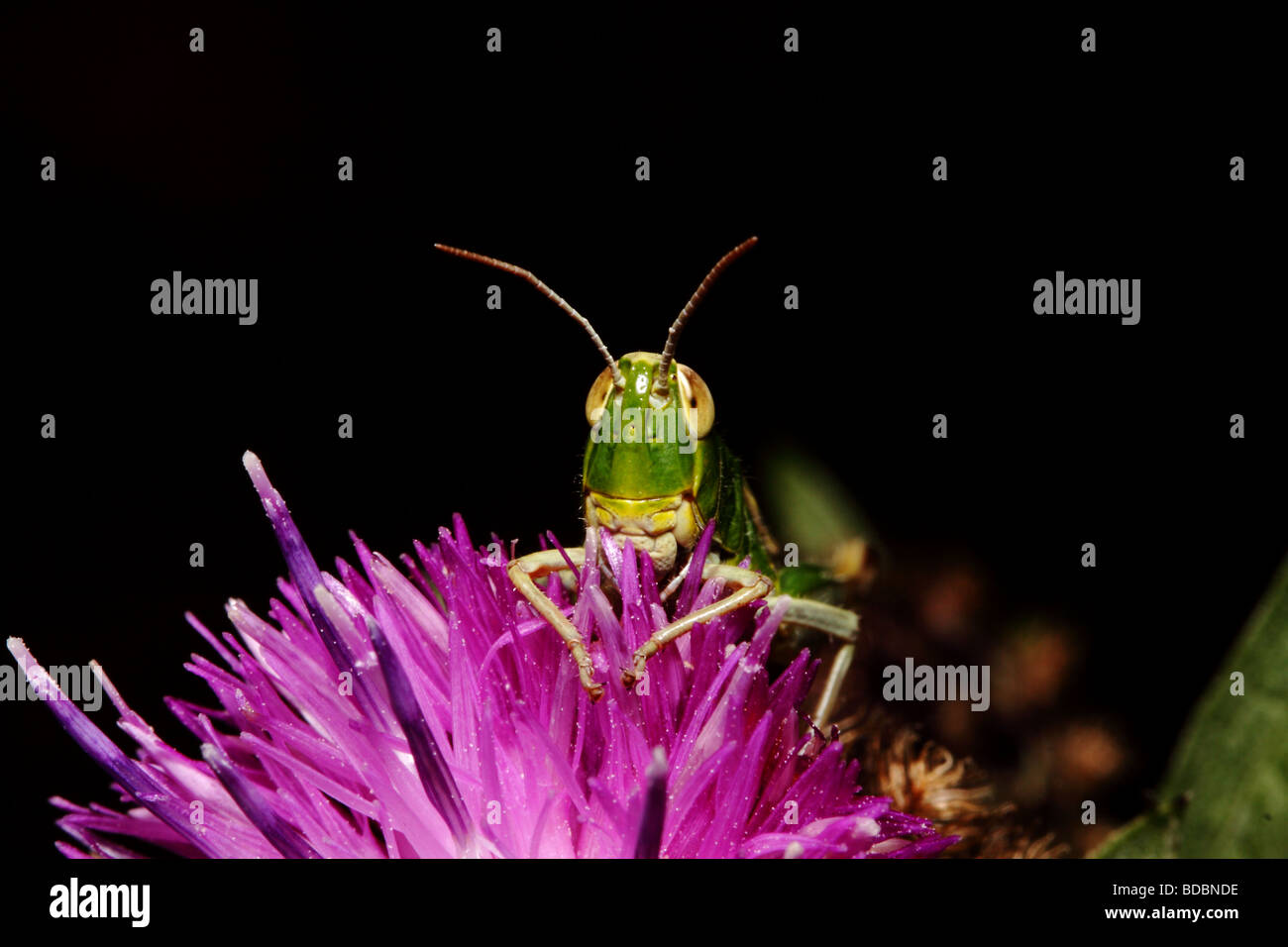 grasshopper in a purple thistle Stock Photo