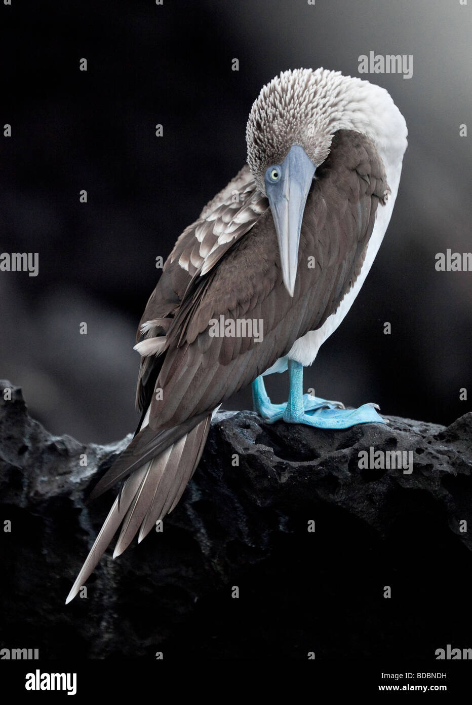 A Blue-footed Booby cranes his neck while perched on the volcanic rock on the coast of Bartolome Island in the Galapagos. Stock Photo