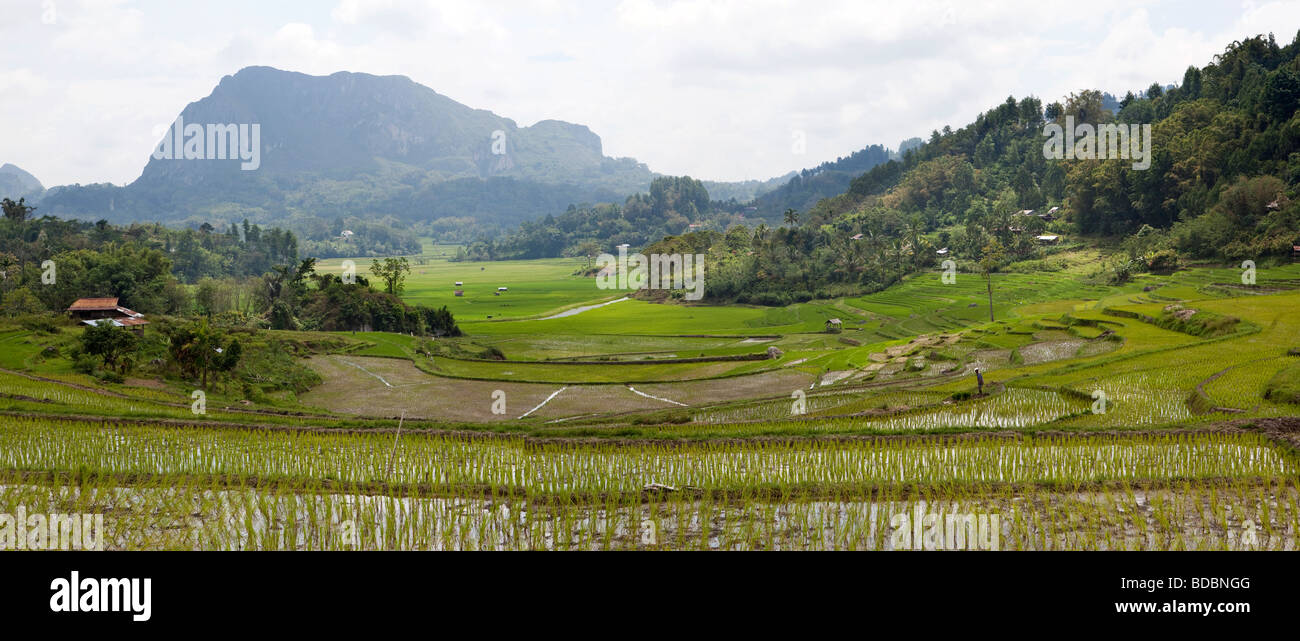 Indonesia Sulawesi Tana Toraja Makale freshly planted paddy fields panoramic view Stock Photo