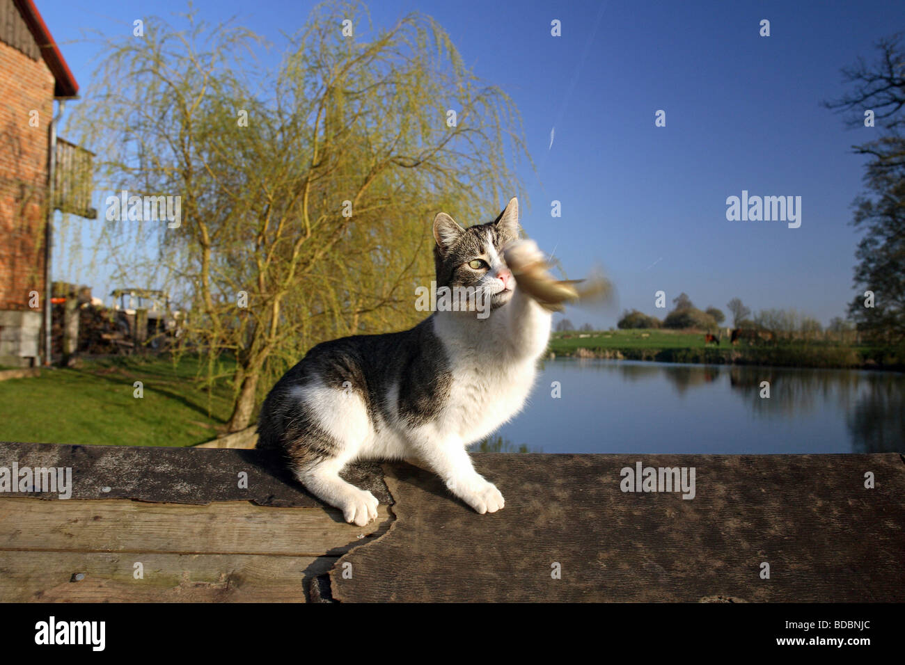 Cat catching fish hires stock photography and images Alamy
