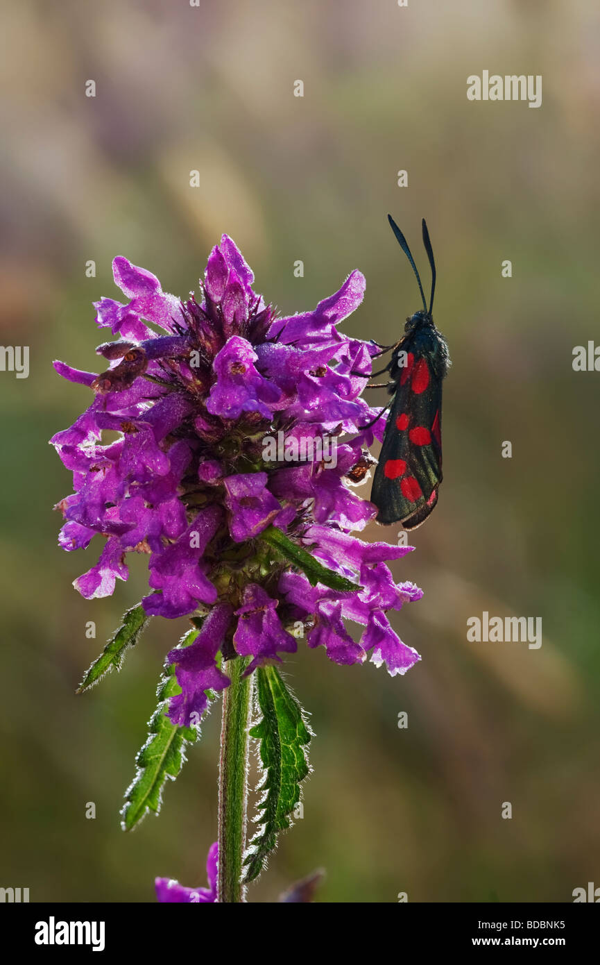 Betony Stachys officinalis Labiateae and six spot moth Zygaena