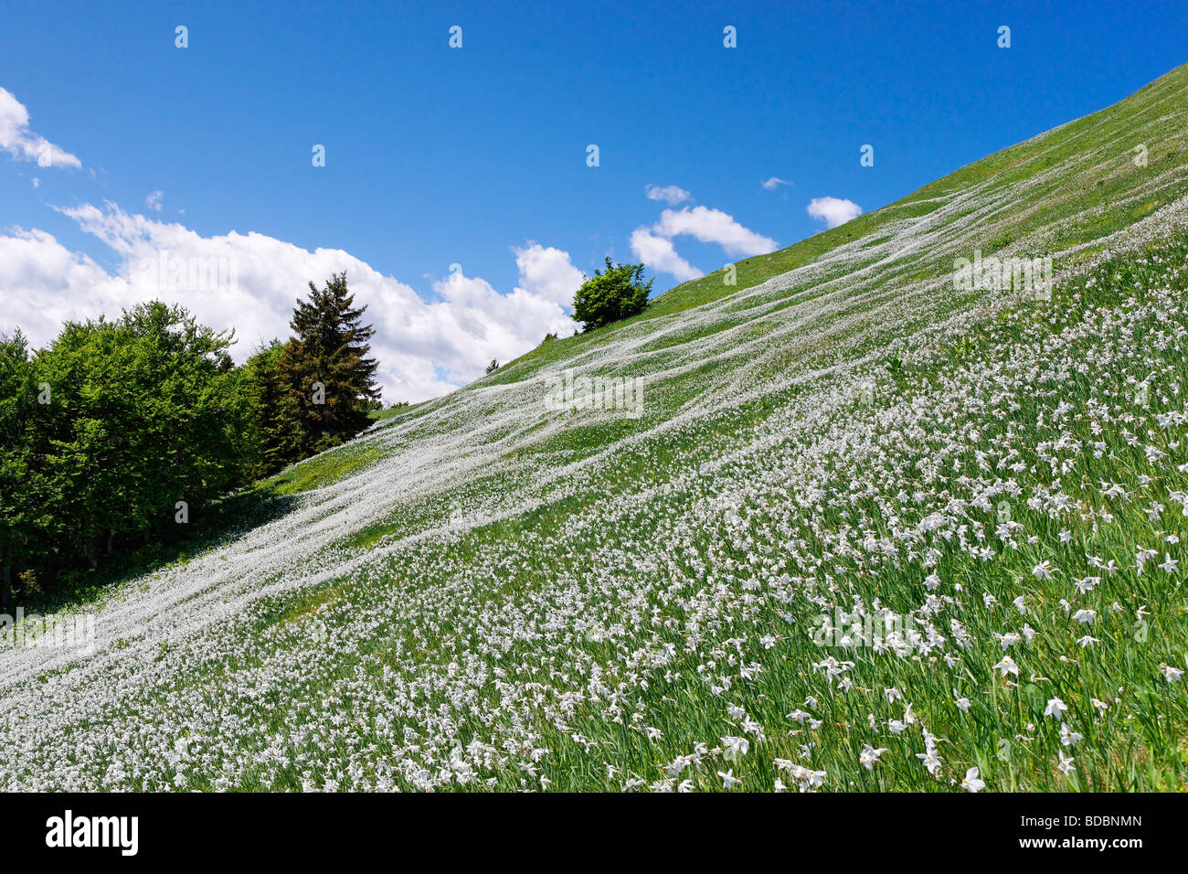 Wild white narcissi on the slopes of Golica, Karavanke mountains, Gorenjska, Slovenia. Stock Photo