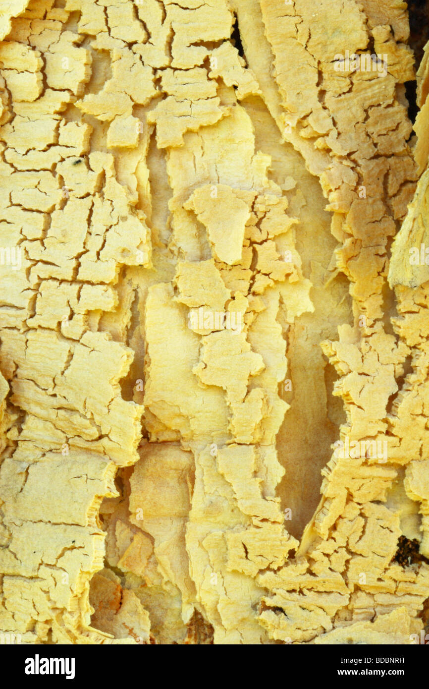 Macro shot of the bark of an Acacia Sieberiana var. woodii (Paperbark thorn), Northwest Province, South Africa Stock Photo