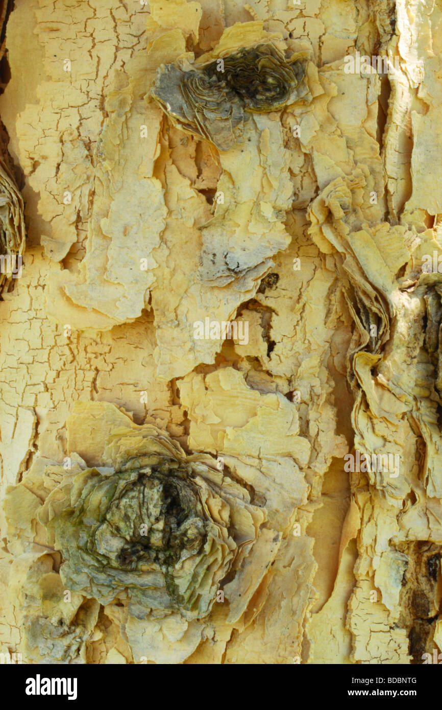 Macro shot of the bark of an Acacia Sieberiana var. woodii (Paperbark thorn), Northwest Province, South Africa Stock Photo