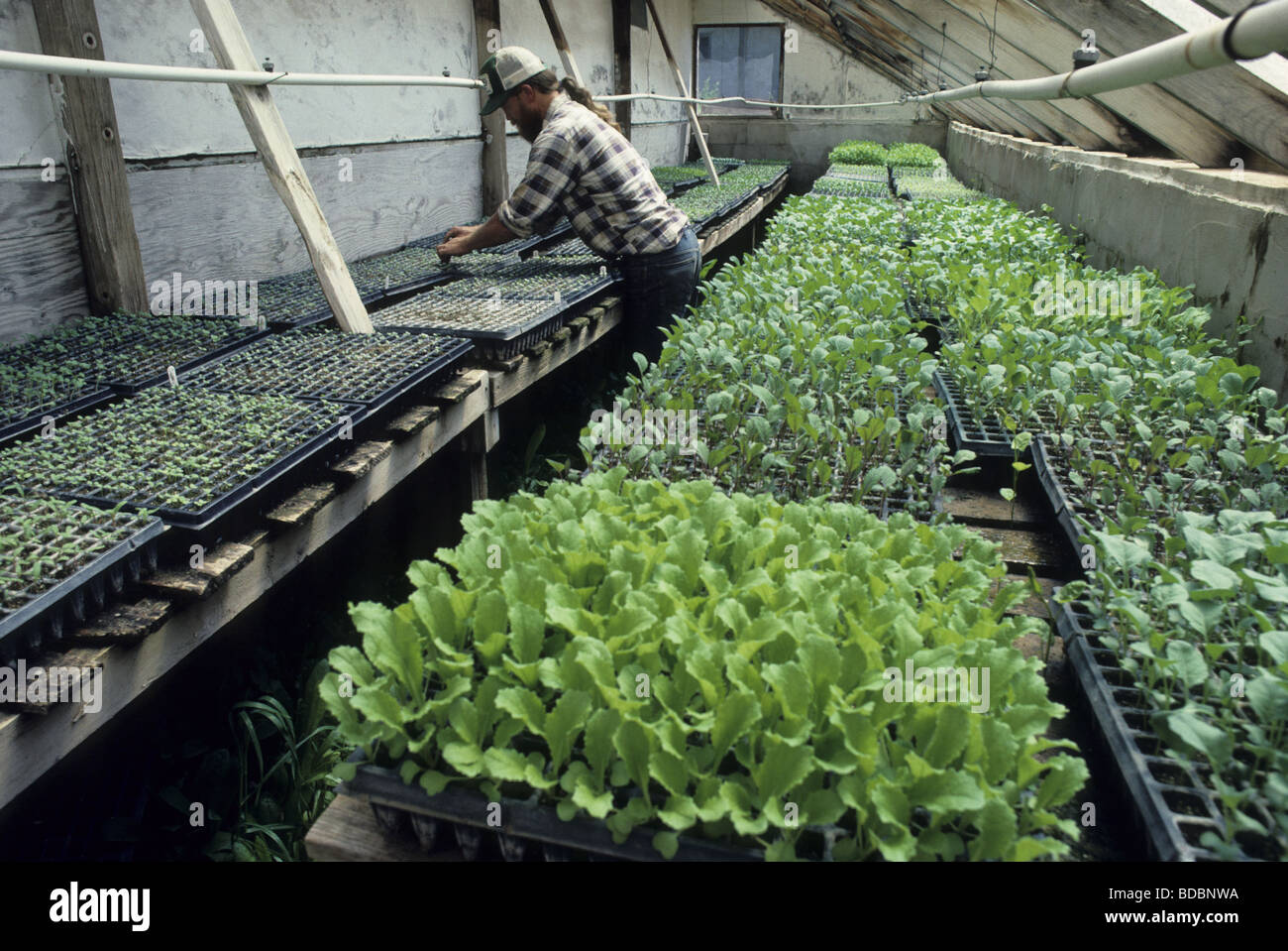 Vegetable grower in greenhouse thinning seedlings Stock Photo Alamy