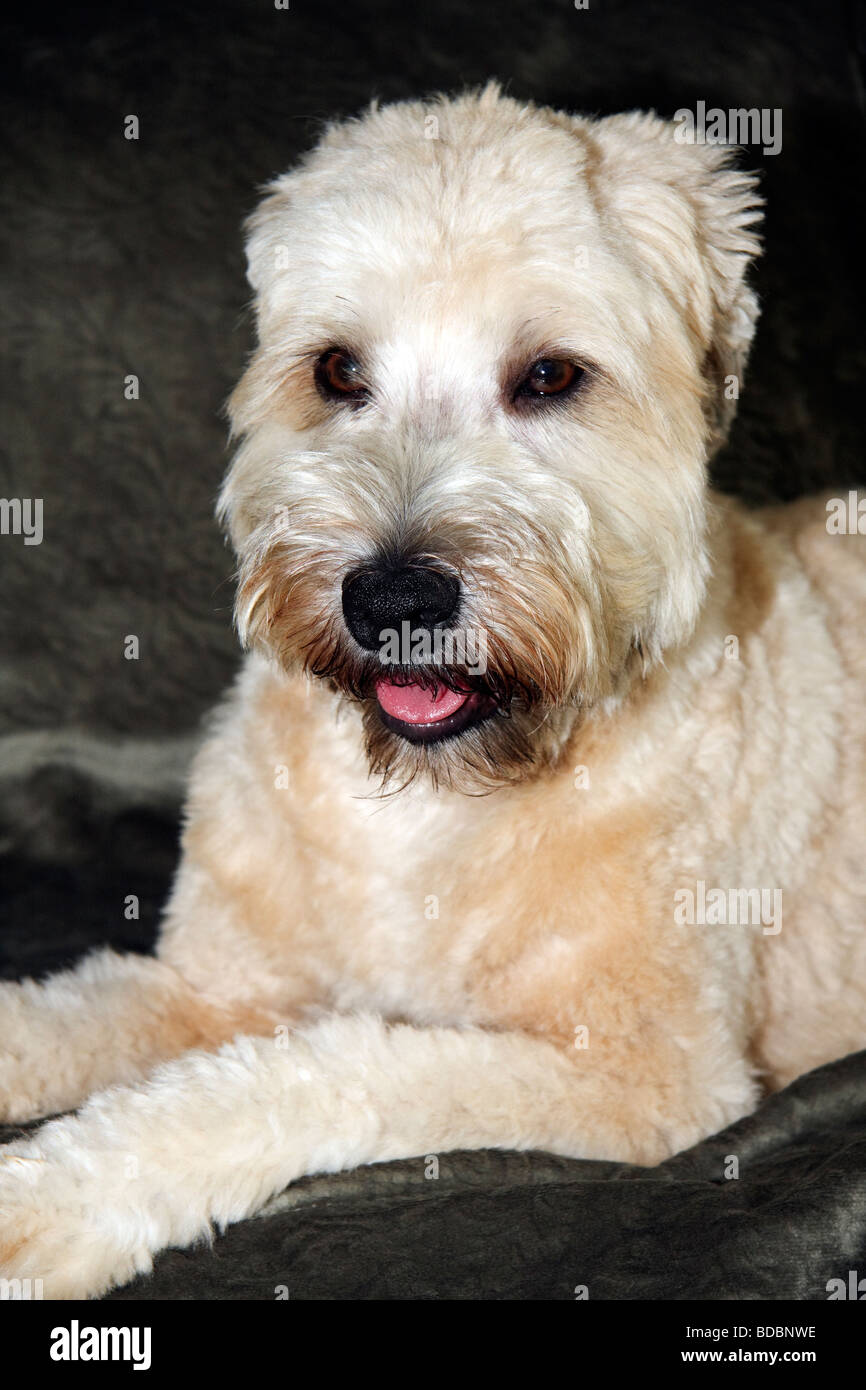 Soft Coated Wheaten Terrier Stock Photo