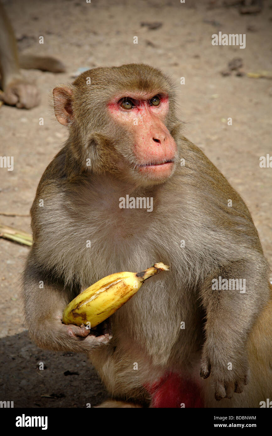 Common Indian monkey holding an banana Stock Photo Alamy