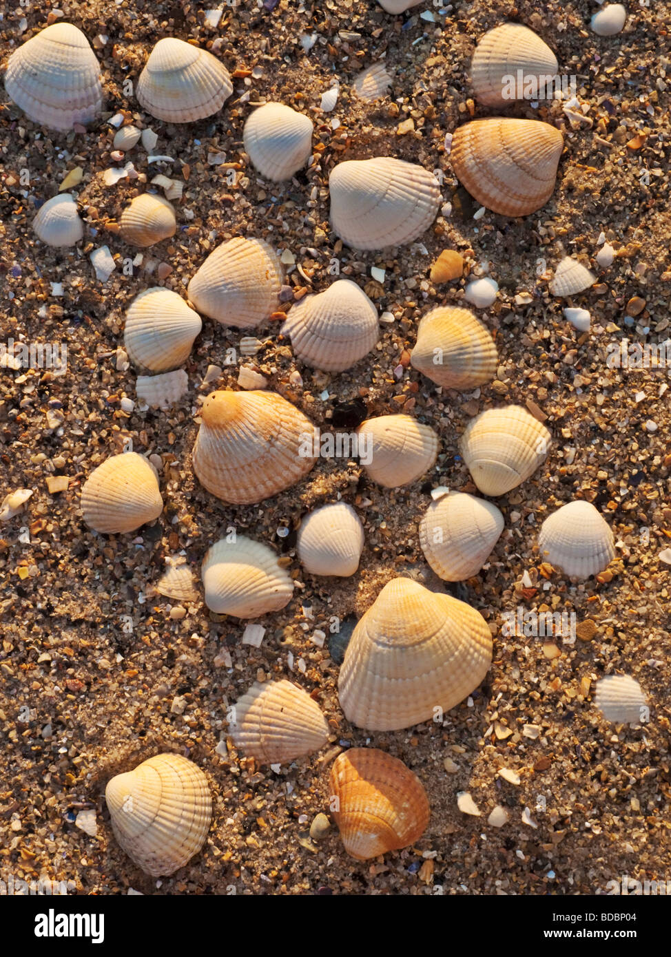 Seashells on the beach of Ross Sands on the Northumberland coast, England Stock Photo