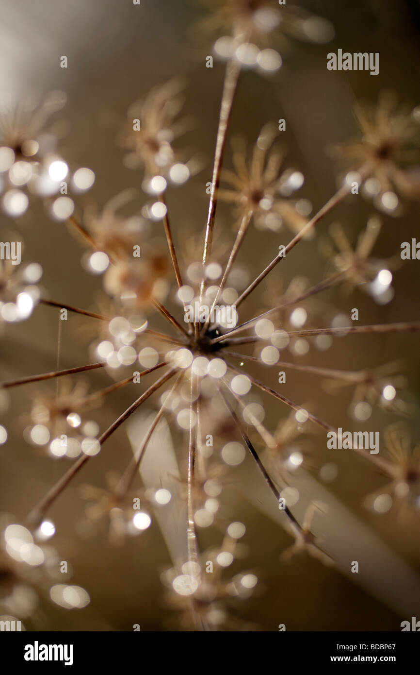 Cow_parsley hi-res stock photography and images - Alamy