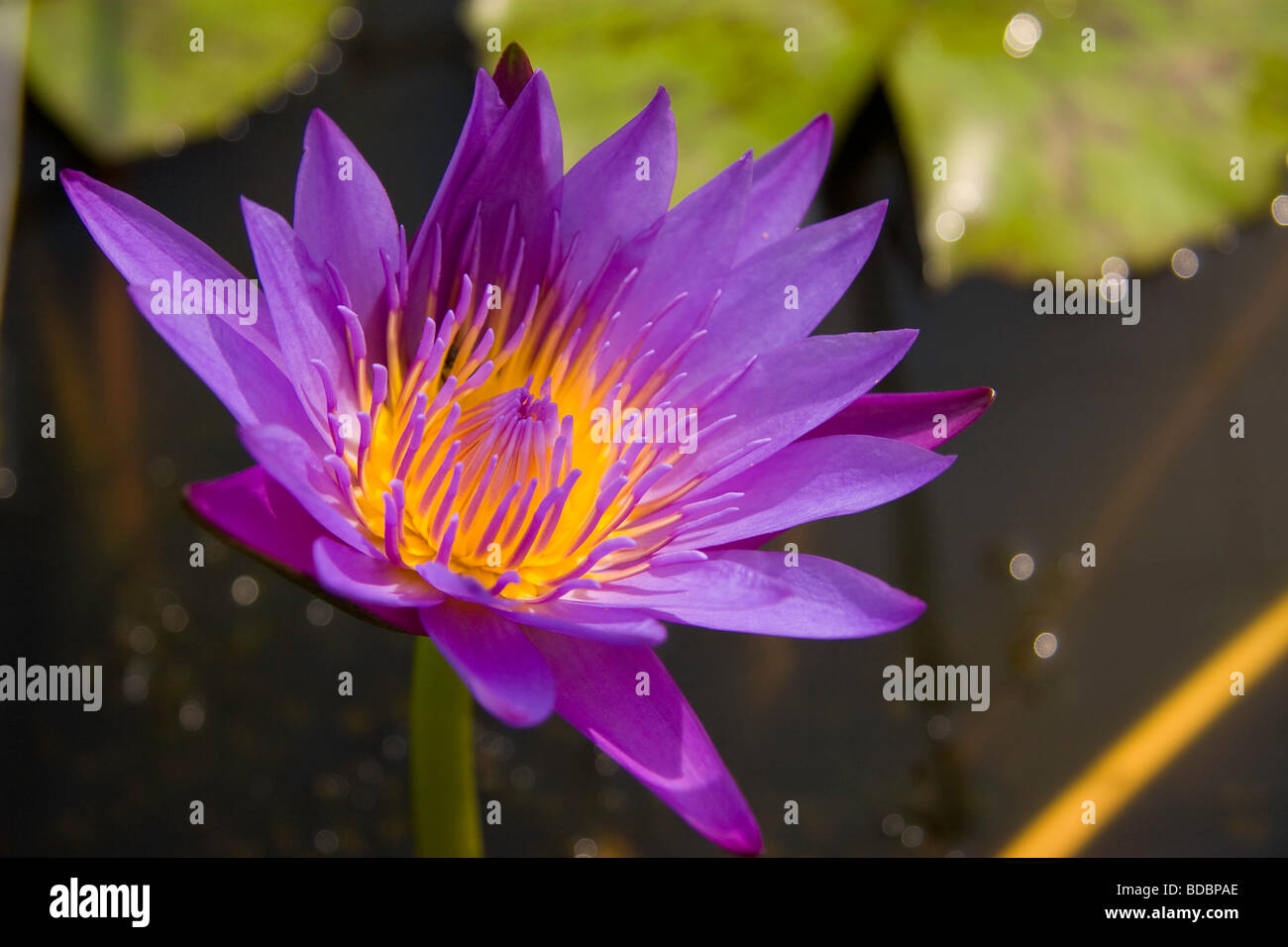 Lotus Flower at the Royal Palace, Phnom Penh, Cambodia Stock Photo Alamy