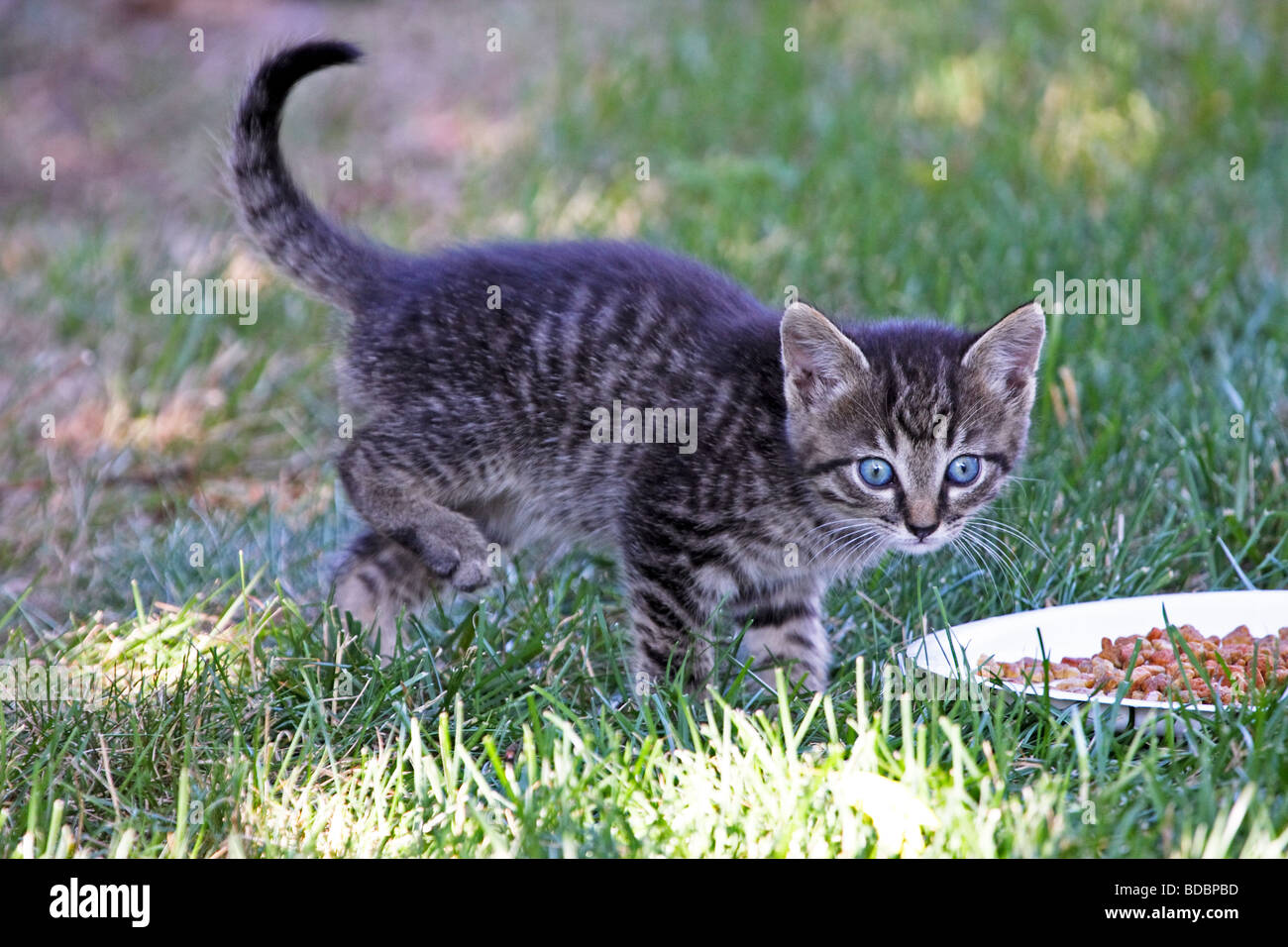 Food for cheap stray kitten