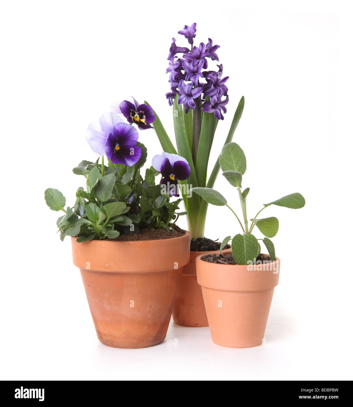 Colorful Spring Flowers of Pansies and Hyacinth in Pots on White Background Stock Photo