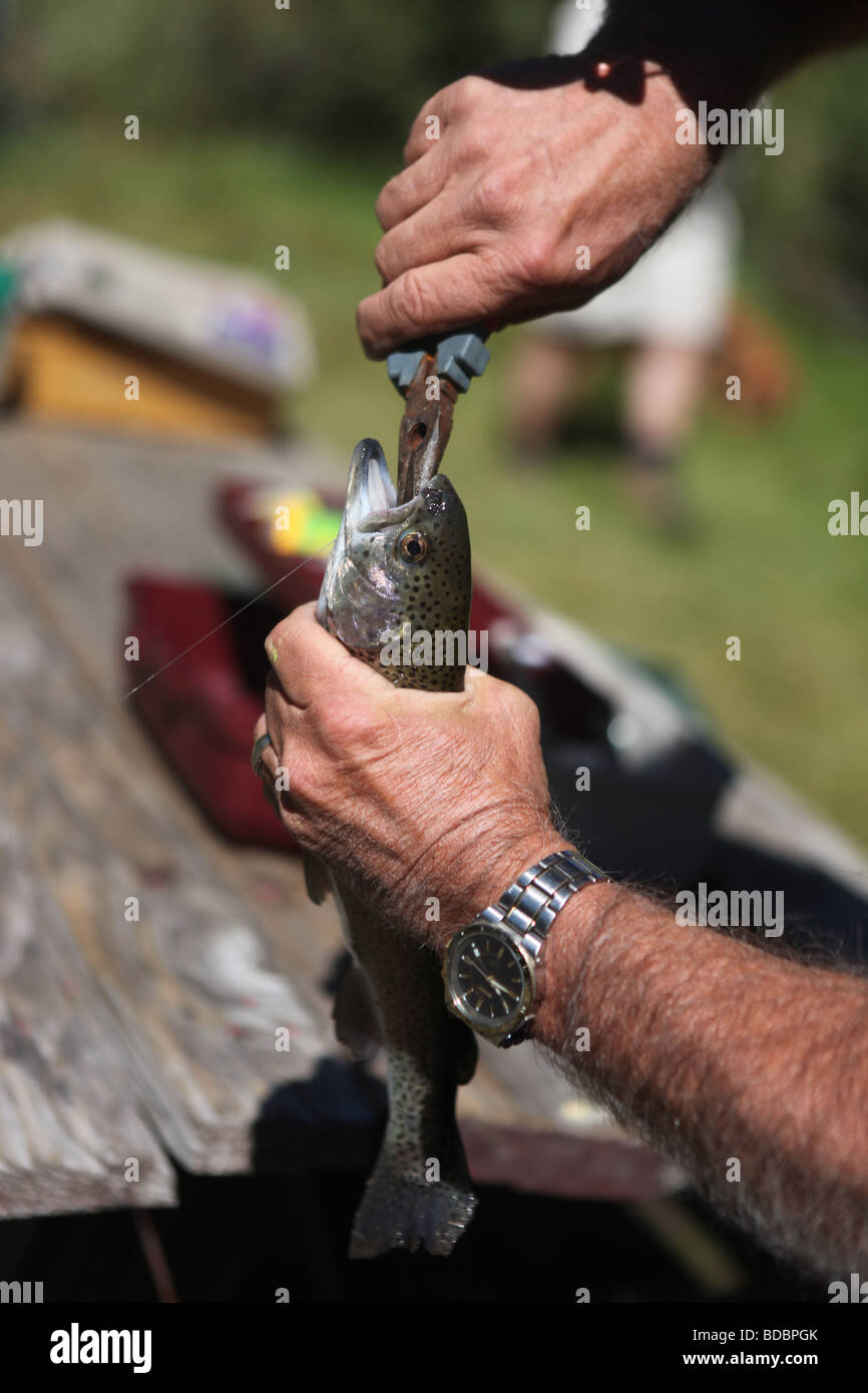 Man Removing a Fish Hook From a Trout Mouth Stock Photo Alamy