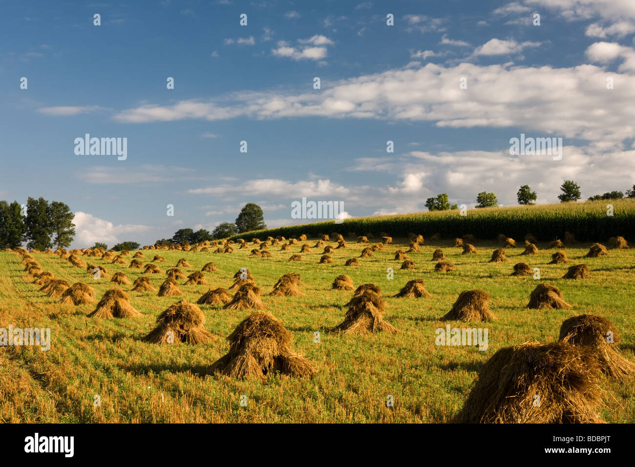 Amish oat sheaves in Mohawk Valley of central New York state Stock Photo