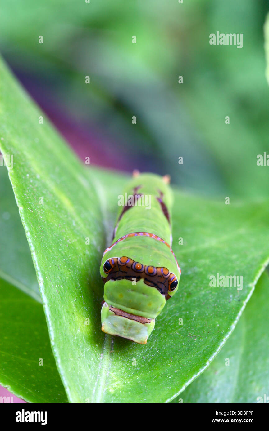 Mature (third) stage of the larva of a Citrus Swallowtail Butterfly (papilio demodocus), Kwazulu Natal South Africa Stock Photo