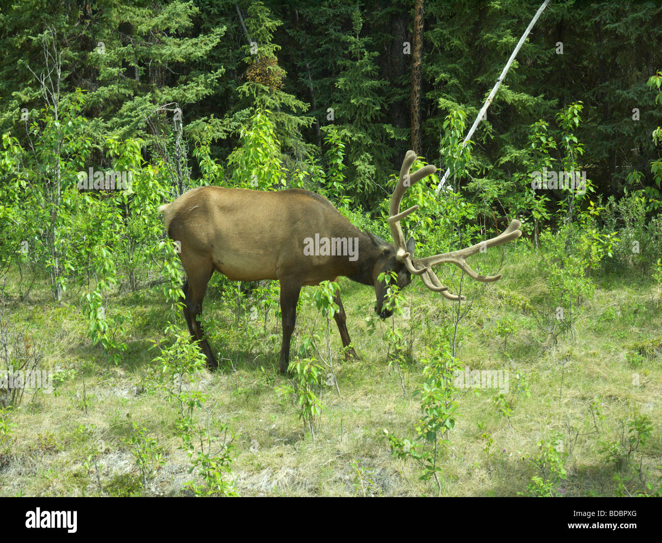 Elk or Caribou near Maligne Lake and Spirit Island near Jasper in Alberta Stock Photo