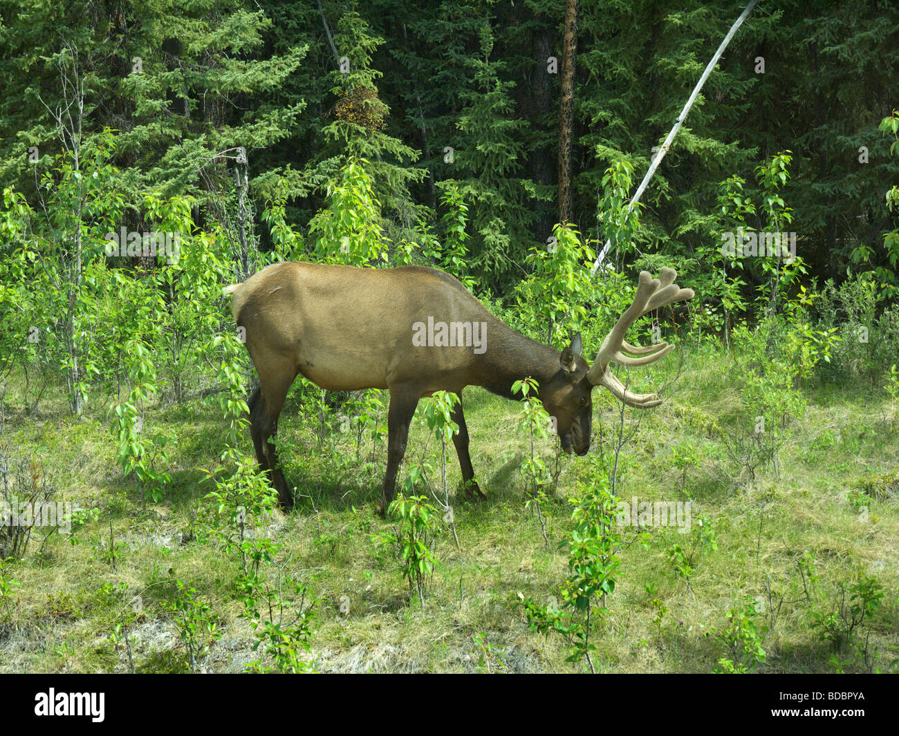 Elk or Caribou near Maligne Lake and Spirit Island near Jasper in Alberta Stock Photo