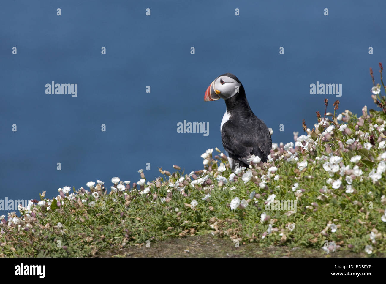 Puffin - Fratercula arctica on clifftop Stock Photo