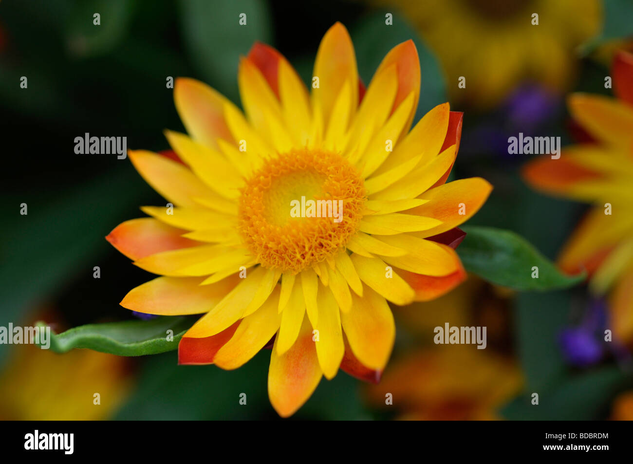 Gerbera, Yellow Daisy Flower Stock Photo