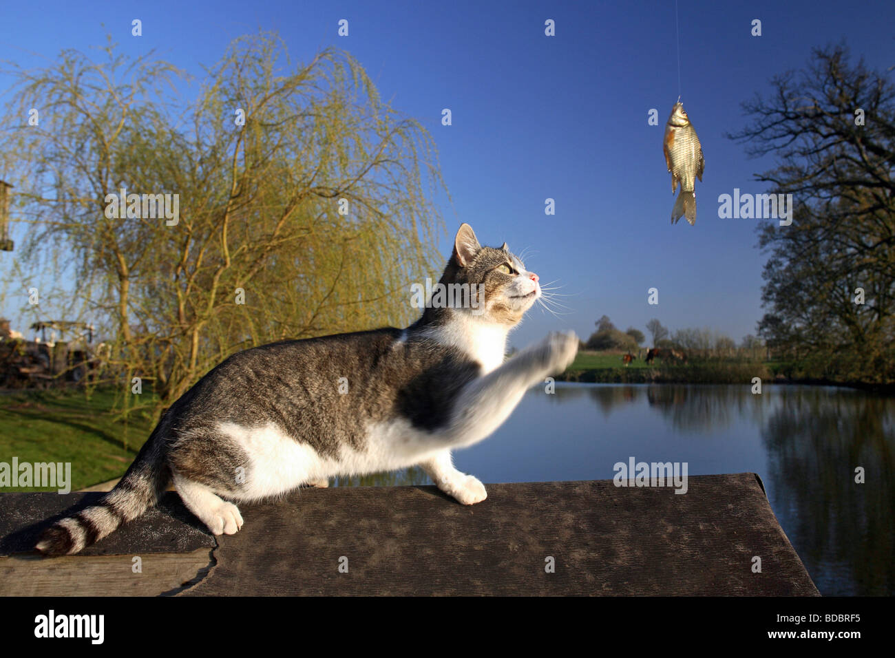 cat catch fish