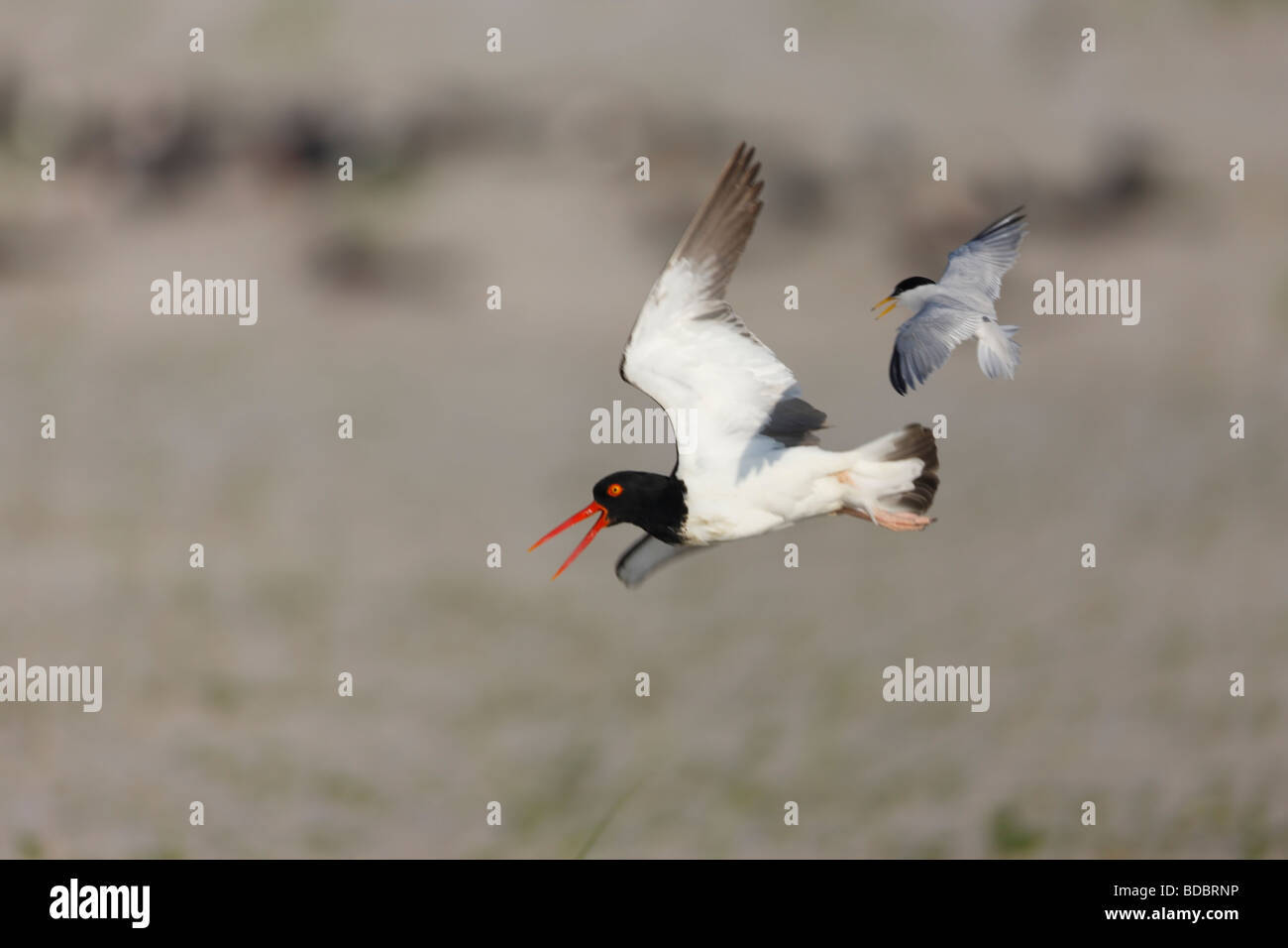 American Oystercatcher in flight and calling over sand dunes being mobbed by a Least Tern Stock Photo
