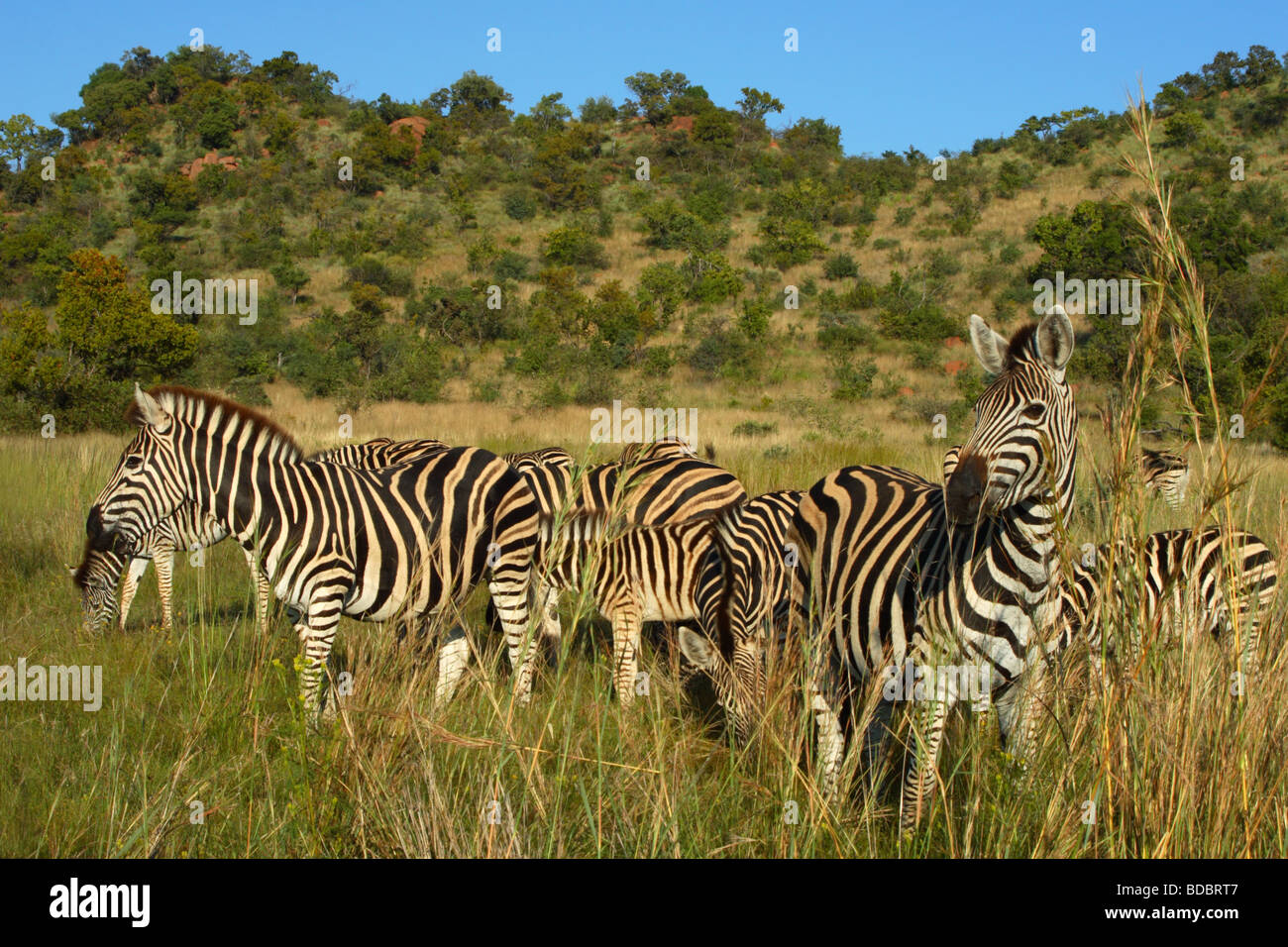 Burchell's Zebra (Equus quagga burchellii) in the Pilanesberg Game Reserve, Northwest Province, South AFrica Stock Photo