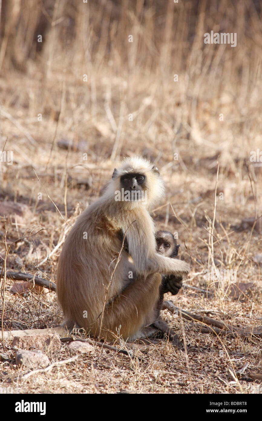 Hanuman langur monkeys Presbytis entellus at Ranthambhore Tiger Reserve Rajasthan India Stock Photo
