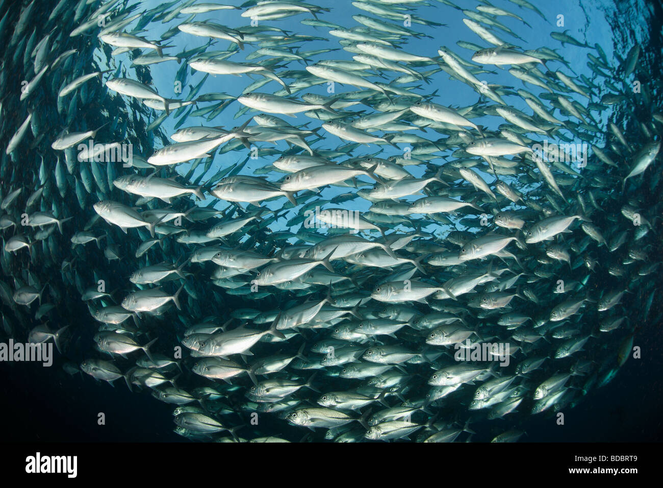 Fish school ball ocean hi-res stock photography and images - Alamy