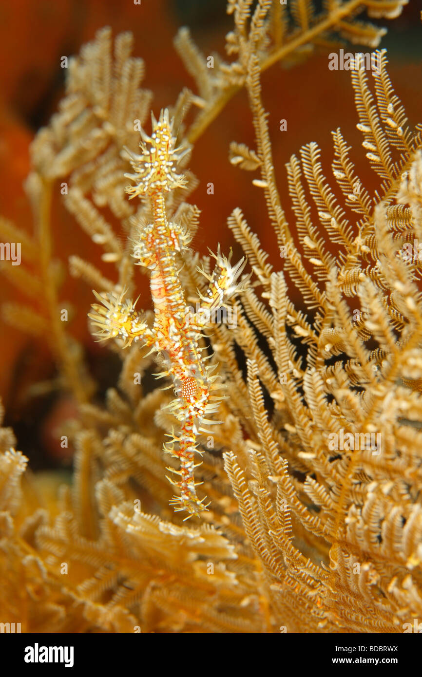 Ornate Ghost Pipefish Solenostomus paradoxus in front of reef Stock Photo