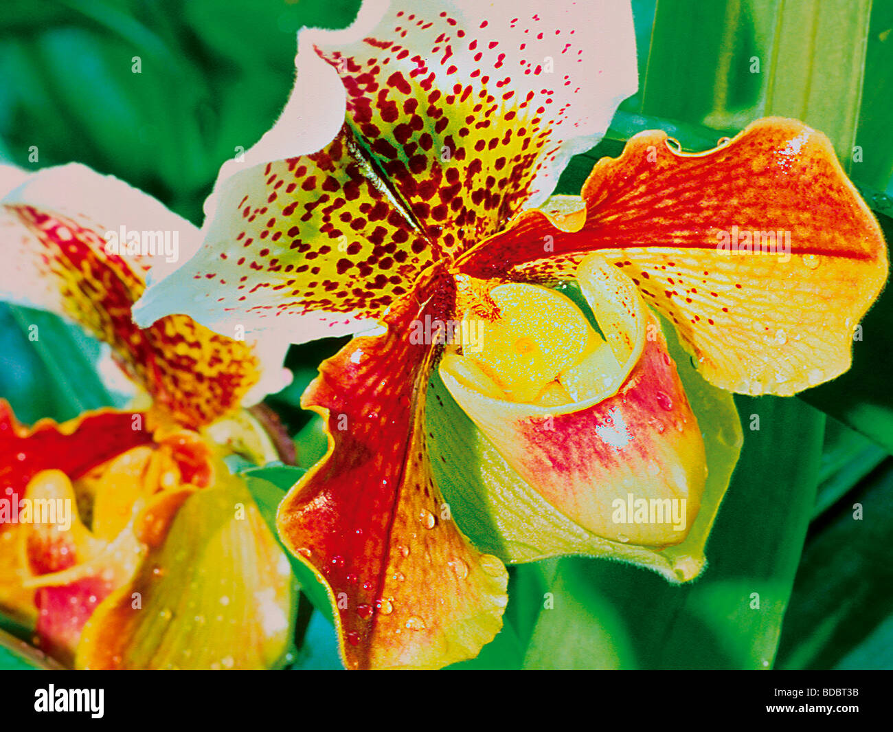 Portugal, Madeira Island: Orchid in the Botanic Garden of Funchal Stock Photo