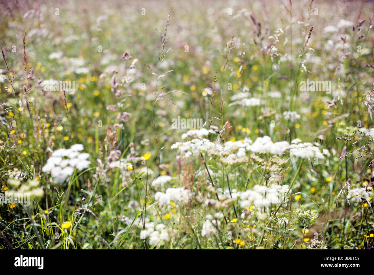 Grasses and flowers in a meadow, UK - a cause of hay fever. Stock Photo