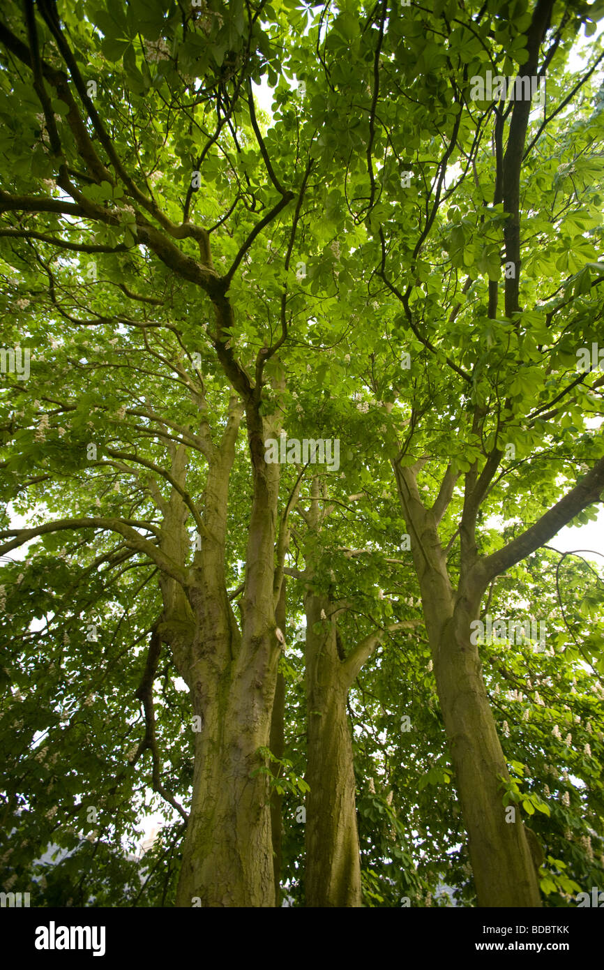 Horse Chestnut Trees, Summer, England, UK Stock Photo Alamy