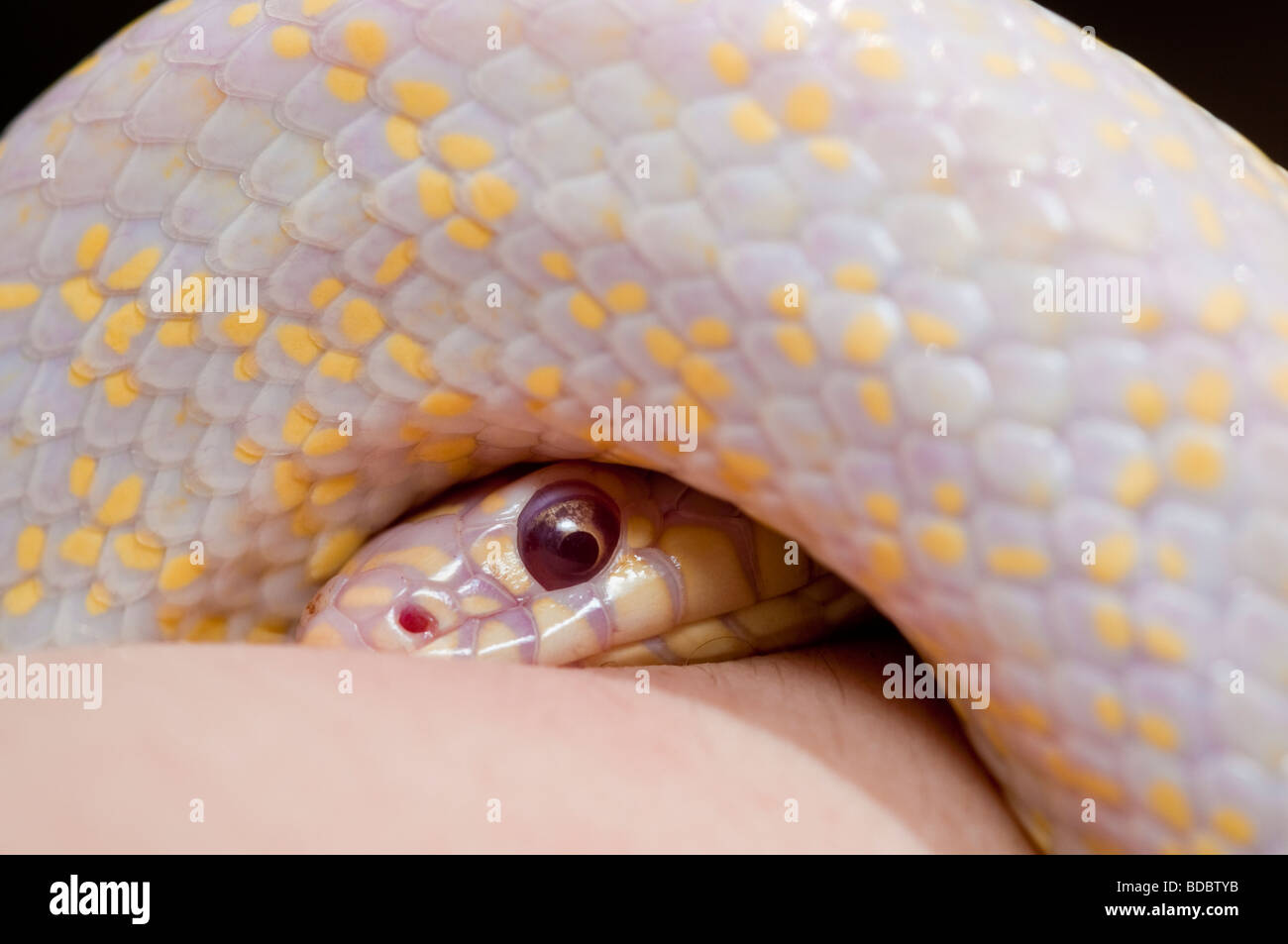 A captive albino king snake (Lampropeltis getula) from a private collection in Santa Barbara, California Stock Photo