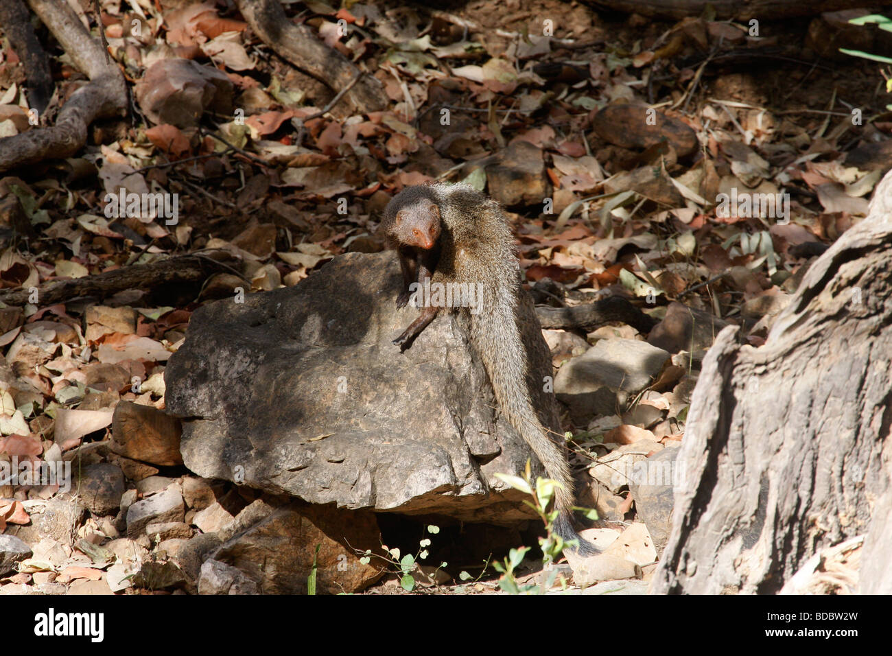 Ruddy mongoose Herpestes smithi at Ranthmabhore Tiger Reserve Stock Photo