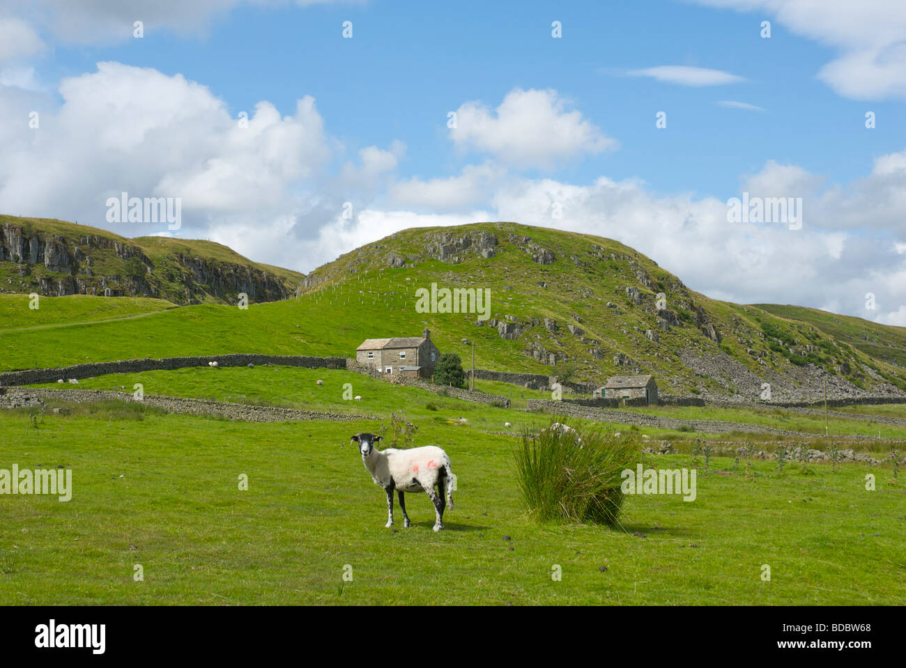 Upper Teesdale near Middleton-in-Teesdale, Northumberland National Park, England UK Stock Photo