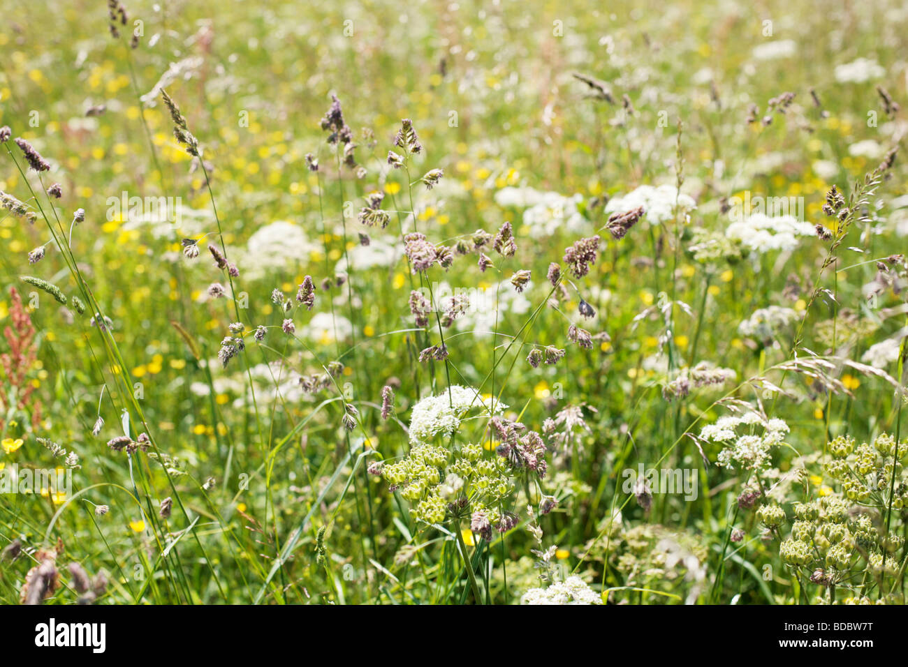 Grasses and flowers in a meadow, UK - a cause of hay fever. Stock Photo