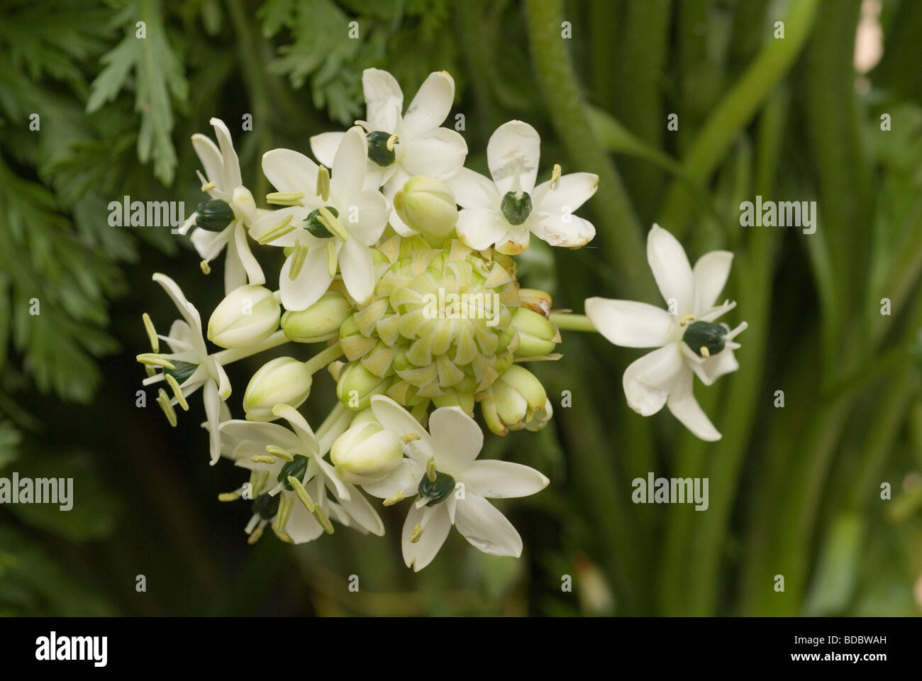 Ornithogallum saundersiae, Hyacinthaceae Stock Photo