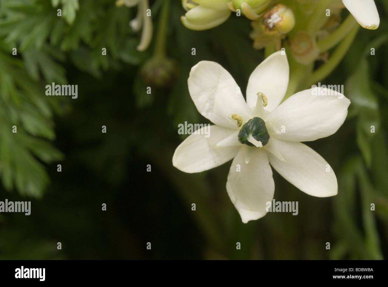 Ornithogallum saundersiae, Hyacinthaceae Stock Photo
