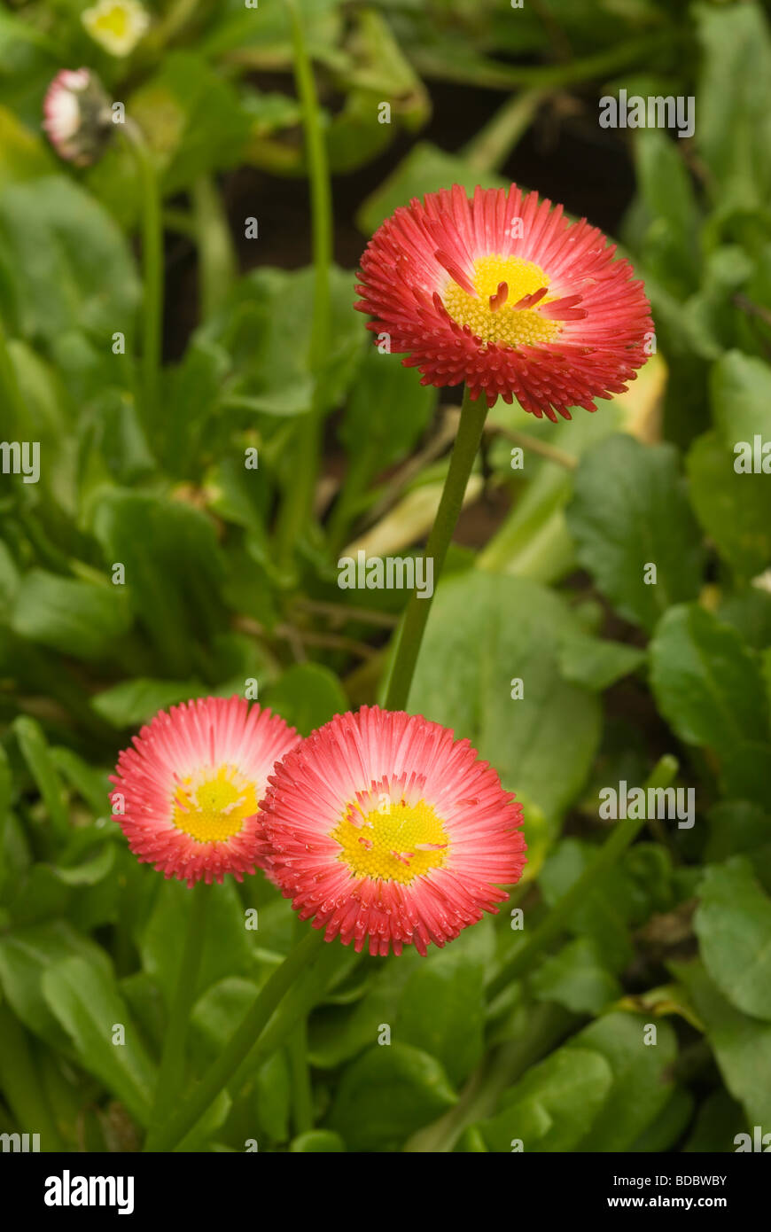 Bellis perennis, Asteraceae  f Stock Photo