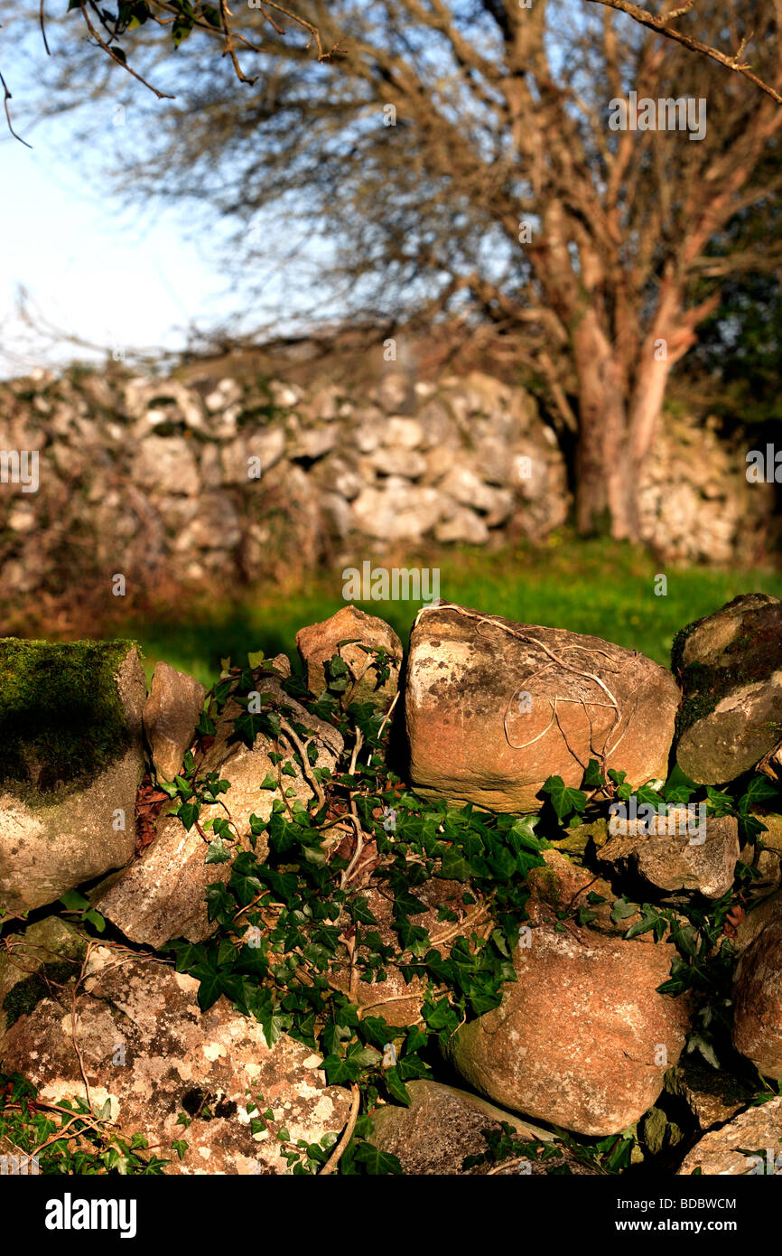 Stone Walls and Tree Ireland Stock Photo