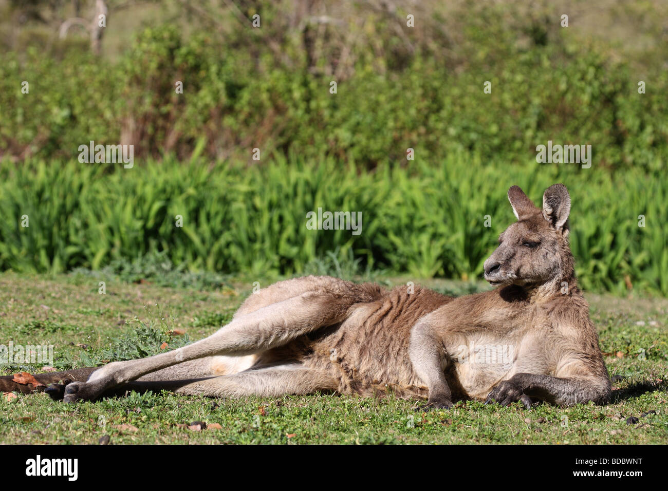 Eastern grey kangaroo male laying on ground Stock Photo
