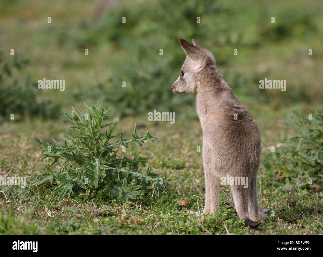 Eastern grey kangaroo joey Stock Photo