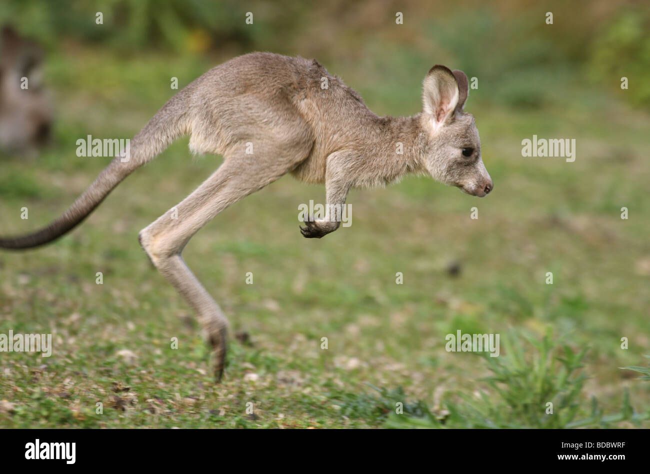 Eastern grey kangaroo joey hopping Stock Photo