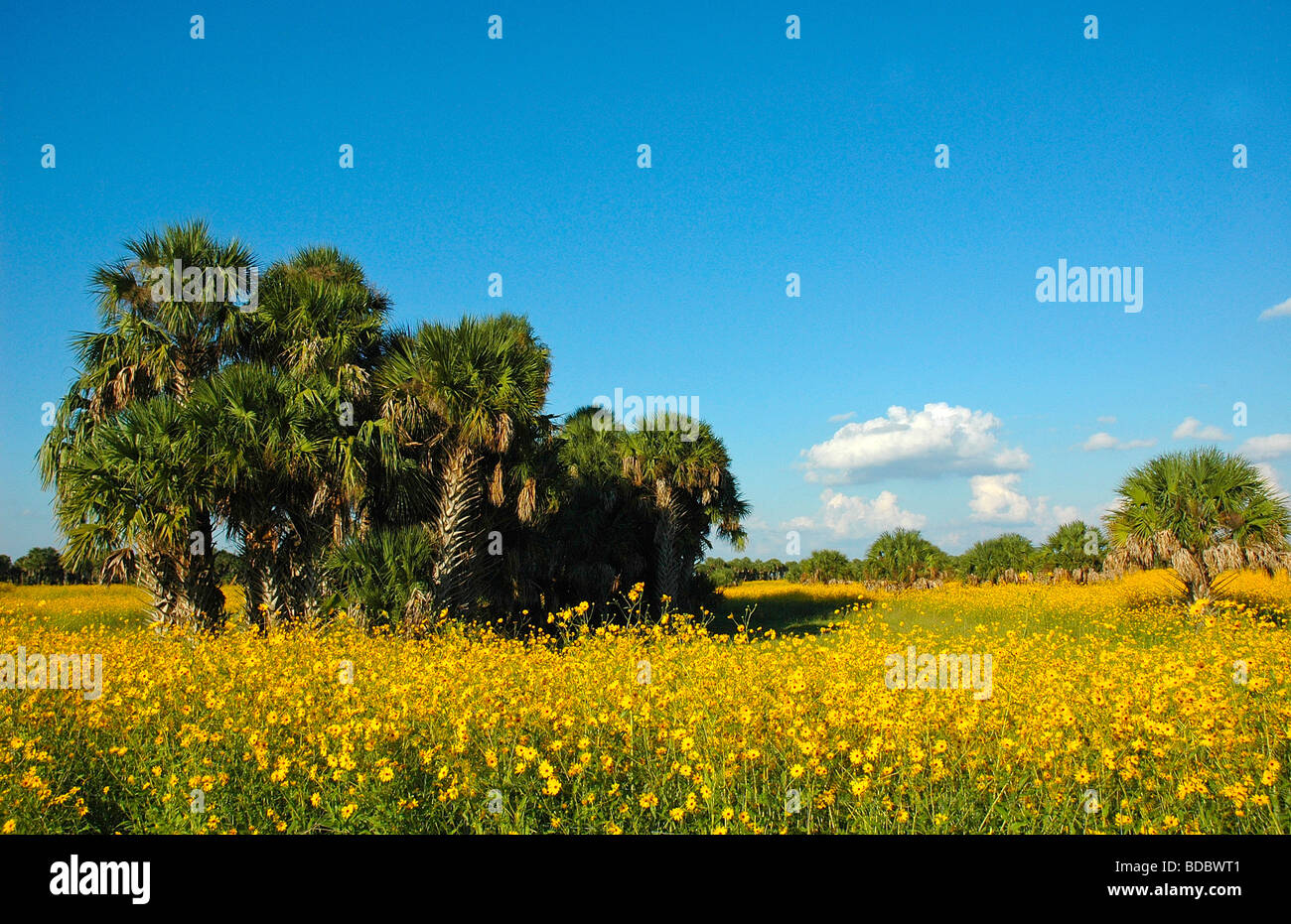Wild flowers Lazy Susans Stock Photo Alamy
